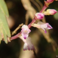 Podochilus malabaricus Wight